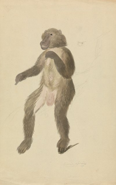 En mandrill av James Sowerby