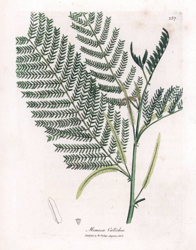 Acacia a cachou eller cachoutier - Catechu, Acacia catechu. Håndfarget kobberstikk fra en botanisk illustrasjon av James Sowerby fra William Woodville og Sir William Jackson Hookers "" Medical Botany,"" John Bohn, London av James Sowerby