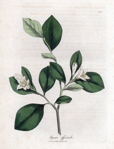 Aliboufier - Storax, Styrax officinalis. Håndfarget kobberstikk fra en botanisk illustrasjon av James Sowerby fra William Woodville og Sir William Jackson Hookers "" Medical Botany,"" John Bohn, London av James Sowerby