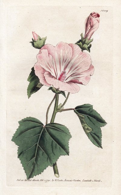 Årlig lilla eller kvartalsvis lavater - Litografi av James Sowerby (1757-1822), fra William Curtis's Botanical Magazine (1746-1799) av James Sowerby