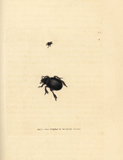 Aphodius arenarius bille (Scarabaeus ovalis). Håndfarget kobberstikk av James Sowerby fra The British Miscellany, eller fargede figurer av nye, sjeldne eller lite kjente dyreemner. av James Sowerby