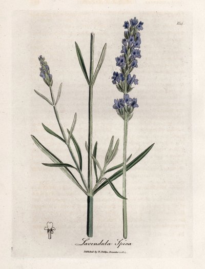 Apic lavendel. Håndfarget kobberstikk fra en tegning av James Sowerby (1757-1822), i Botanique Medicinale av James Sowerby