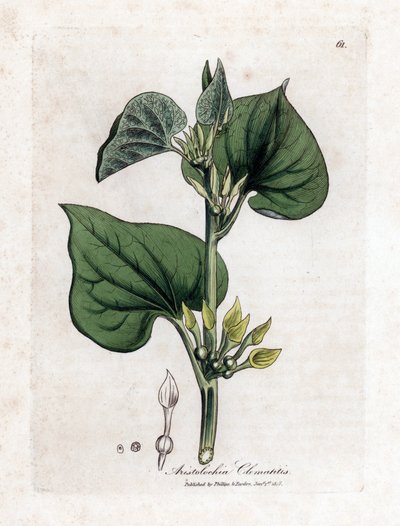 Aristoloche clematite - Klatrende birthwort, Aristolochia clematitis. Håndfarget kobberstikk fra en botanisk illustrasjon av James Sowerby fra William Woodville og Sir William Jackson Hookers "" Medical Botany,"" John Bohn, London av James Sowerby