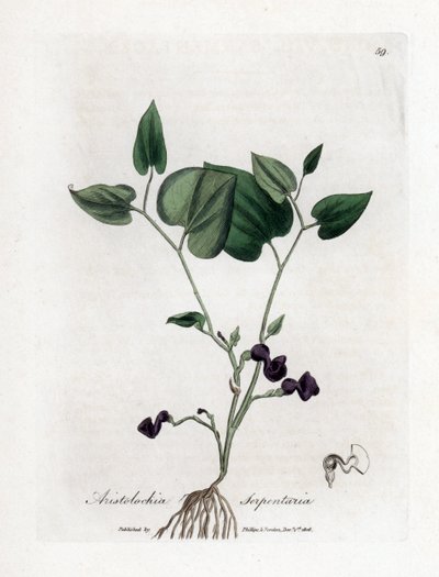 Aristoloche variete - Slangerot-fødselsort, Aristolochia serpentaria. Håndfarget kobberstikk fra en botanisk illustrasjon av James Sowerby fra William Woodville og Sir William Jackson Hookers "" Medical Botany,"" John Bohn, London av James Sowerby