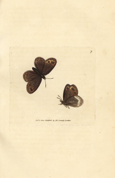 Arran brun, Erebia ligea (Papilio ligea). Håndfarget kobberstikk av James Sowerby fra The British Miscellany, eller fargede figurer av nye, sjeldne eller lite kjente dyreemner. av James Sowerby