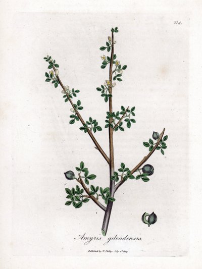 Balsam fra Mekka eller Balsam fra Galaad - Balsam fra Mekka, Commiphora gileadensis. Håndfarget kobberstikk fra en botanisk illustrasjon av James Sowerby fra William Woodville og Sir William Jackson Hookers "" Medical Botany,"" John Boh av James Sowerby
