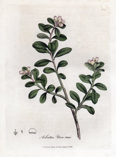 Bjørnedrue eller bjørnebær - Etterfølgende arbutus eller bjørnebær, Arctostaphylos uva-ursi. Håndfarget kobberstikk fra en botanisk illustrasjon av James Sowerby fra William Woodville og Sir William Jackson Hookers "" Medical Botany,""  av James Sowerby