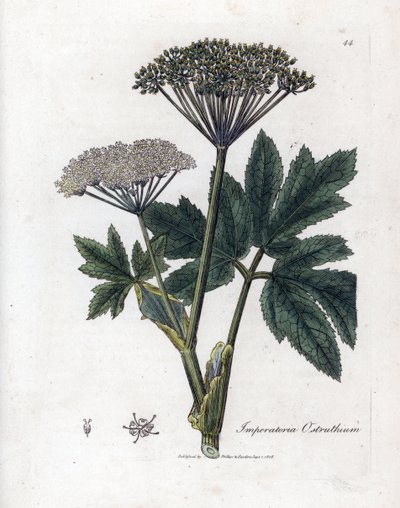 Benzoin eller Imperatory - Vanlig masterwort, Imperatoria ostruthium. Håndfarget kobberstikk fra en botanisk illustrasjon av James Sowerby fra William Woodville og Sir William Jackson Hookers "" Medical Botany,"" John Bohn, London av James Sowerby