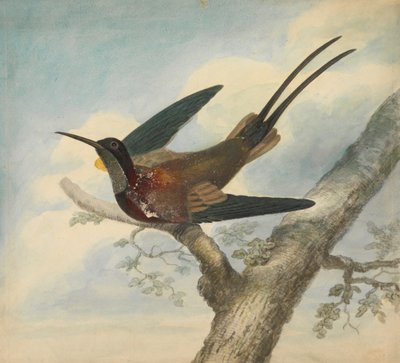 Bird of Paradise og Verso: Sketch of a Flower av James Sowerby