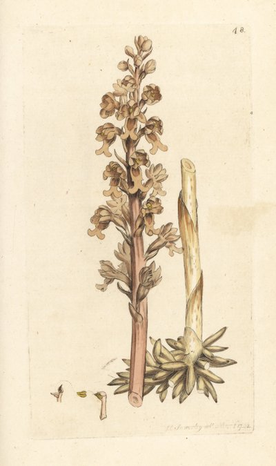 Fuglerede-orkidé, Neottia nidus-avian (Fugleredet ophrys, Ophrys nidus-avia). Håndfarget kobberstikk etter en illustrasjon av James Sowerby fra James Smith's English Botany, London av James Sowerby