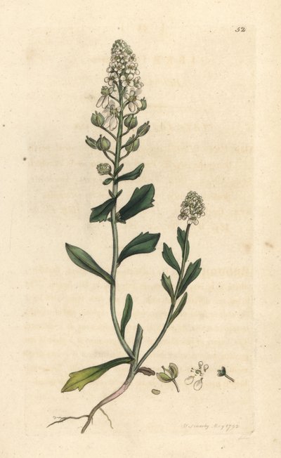 Bitter candytuft, Iberis amara. Håndfarget kobberstikk etter en illustrasjon av James Sowerby fra James Smith's English Botany, London av James Sowerby