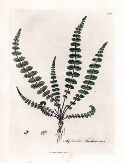 Svart doradilla eller falsk kapillær (bregne) - Vanlig jomfruhårbregne eller miltort, Asplenium trichomanes. Håndfarget kobberstikk fra en botanisk illustrasjon av James Sowerby fra William Woodville og Sir William Jackson Hookers "" Medical Bo av James Sowerby