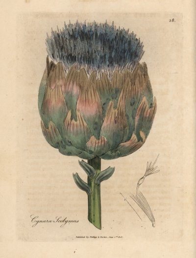 Blå og lilla blomstret artisjokk, Cynara scolymus av James Sowerby