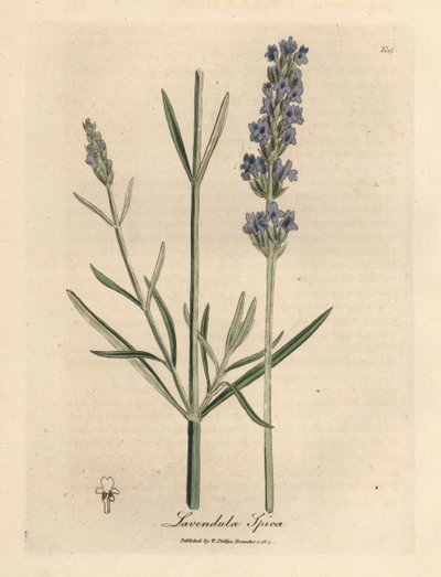Blåblomstret lavendel, Lavandula spica av James Sowerby