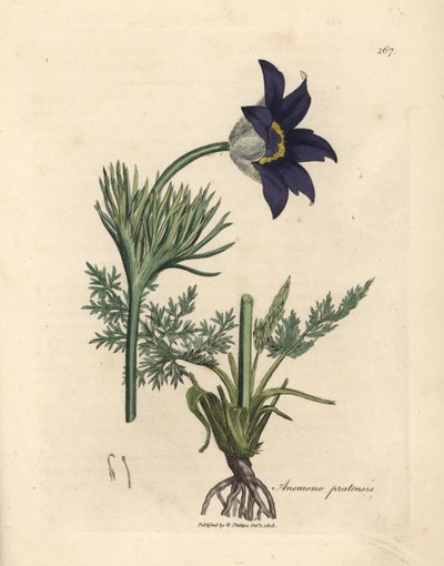 Blåblomstret enganemone eller paskeblomst, Anemone pratensis av James Sowerby