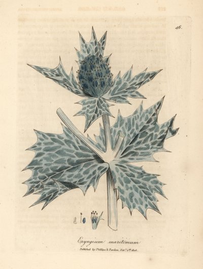 Blåblomstret kristtorn eller eryngo, Eryngium maritinum av James Sowerby