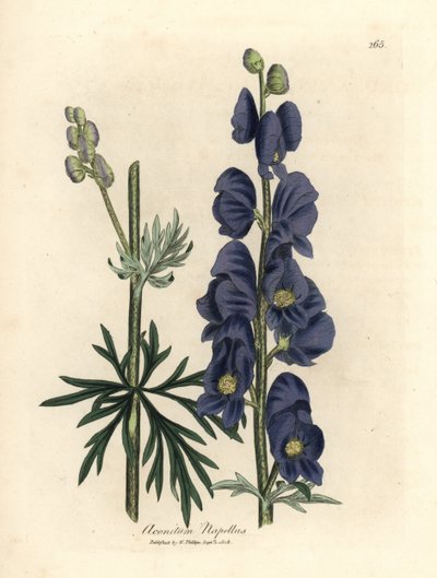 Blåblomstret ulvebane eller munkehette, Aconitum napellus av James Sowerby