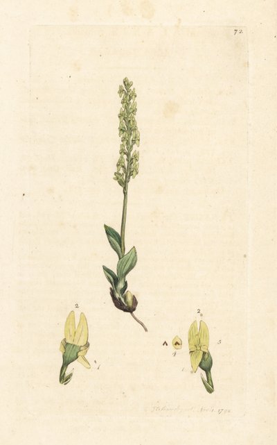Myrorkide, Hammarbya paludosa (myr-tvåblad, Malaxis paludosa). Håndfarget kobberstikk etter en illustrasjon av James Sowerby fra James Smith's English Botany, London av James Sowerby
