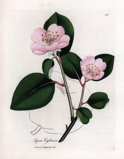 Botanisk bord: blomster og kvede, frukt av Cognassier (Cydonia oblonga) - Rosablomstret kvedetre med omriss av frukt, Pyrus cydonia. Håndfarget kobberstikk fra en botanisk illustrasjon av James Sowerby fra William Woodville og Sir Wil av James Sowerby