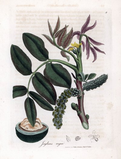 Botanisk bord: blader, planter og valnøttfrukt Blader, gul blomst og nøtt av det vanlige valnøtttreet, Juglans regia. Håndfarget kobberstikk fra en botanisk illustrasjon av James Sowerby fra William Woodville og Sir William Jackson Hooker' av James Sowerby