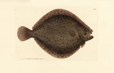 Brill eller kitefisk, Scophthalmus rhombus (Pleuronectes rhombus). Håndfarget kobberstikk av James Sowerby fra The British Miscellany, eller fargede figurer av nye, sjeldne eller lite kjente dyreemner. av James Sowerby