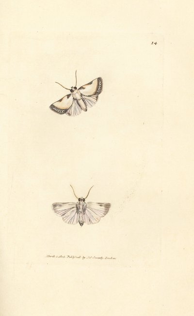 Brixton Beauty, Acontia nitidula (Phalaena catena). Håndfarget kobberstikk av James Sowerby fra The British Miscellany, eller fargede figurer av nye, sjeldne eller lite kjente dyreemner. av James Sowerby