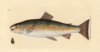 Brunørret, Salmo trutta fario (Gillaroo-ørret, Salmo fario). Håndfarget kobberstikk av James Sowerby fra The British Miscellany, eller fargede figurer av nye, sjeldne eller lite kjente dyreemner. av James Sowerby