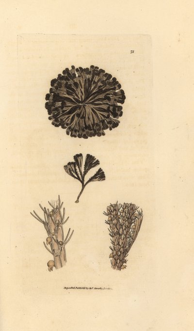 Bugulina avicularia (Flustra avicularis). Håndfarget kobberstikk av James Sowerby fra The British Miscellany, eller fargede figurer av nye, sjeldne eller lite kjente dyreemner. av James Sowerby