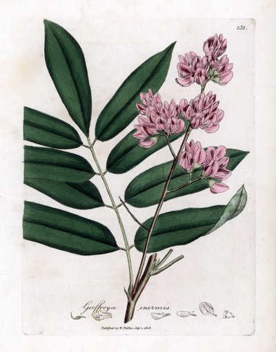Kåltre eller kålbark - Kåltre, Andira inermis. Håndfarget kobberstikk fra en botanisk illustrasjon av James Sowerby fra William Woodville og Sir William Jackson Hookers "" Medical Botany,"" John Bohn, London av James Sowerby