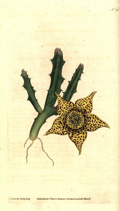 Kaktusstivelse - Orbea variegata (Variegated stapelia, Stapelia variegata). Håndfarget kobberstikk og botanisk illustrasjon av James Sowerby fra William Curtis' The Botanical Magazine, Lambeth Marsh, London av James Sowerby