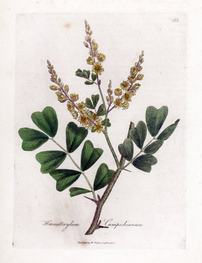 Campeche eller campeche wood - Logwood, Haematoxylum campechianum. Håndfarget kobberstikk fra en botanisk illustrasjon av James Sowerby fra William Woodville og Sir William Jackson Hookers "" Medical Botany,"" John Bohn, London av James Sowerby