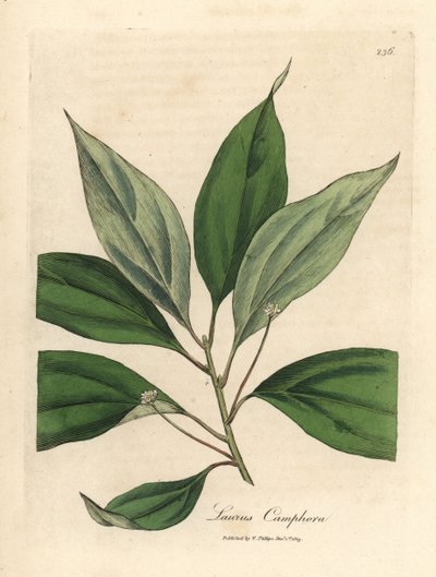 Kamfertre, Laurus camphora av James Sowerby