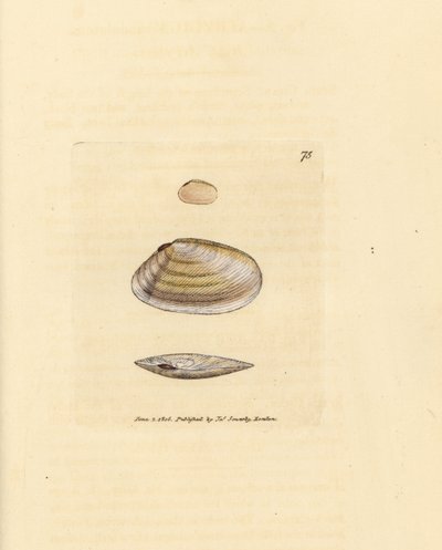 Candystick tellina shell, Tellina similis. Håndfarget kobberstikk av James Sowerby fra The British Miscellany, eller fargede figurer av nye, sjeldne eller lite kjente dyreemner. av James Sowerby