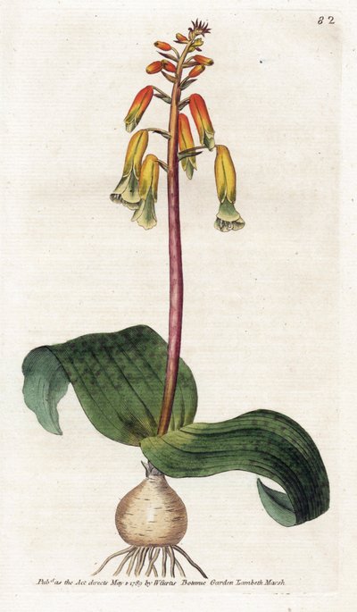 Cape Town Cuckoo - Litografi av James Sowerby (1757-1822), tallerken fra Botanical Magazine av William Curtis (1746-1799) av James Sowerby