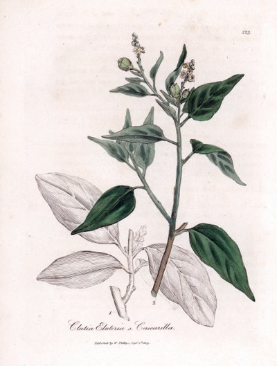 Cascarille officinale eller mykt eller imitert quinquina-tre - Cascarilla, Croton (Clutia) eluteria. Håndfarget kobberstikk fra en botanisk illustrasjon av James Sowerby fra William Woodville og Sir William Jackson Hookers "" Medical Botany," av James Sowerby