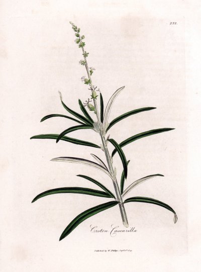 Cascarille officinale eller mykt tre eller faux quinquina - Cascarilla, Croton eluteria. Håndfarget kobberstikk fra en botanisk illustrasjon av James Sowerby fra William Woodville og Sir William Jackson Hookers "" Medical Botany,"" John av James Sowerby