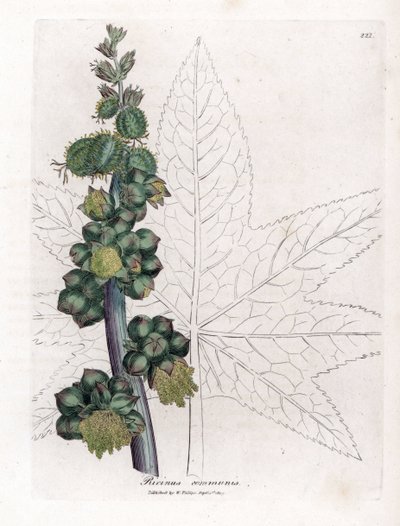 Castor - Castor oljeanlegg, Ricinus communis. Håndfarget kobberstikk fra en botanisk illustrasjon av James Sowerby fra William Woodville og Sir William Jackson Hookers "" Medical Botany,"" John Bohn, London av James Sowerby