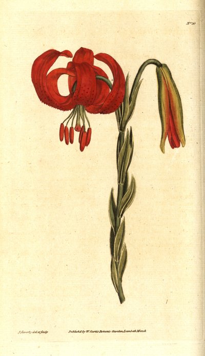 Kalsedonsk lilje - Kalkedonsk lilje, Lilium chalcedonicum. Håndfarget kobberstikk og botanisk illustrasjon av James Sowerby fra William Curtis' The Botanical Magazine, Lambeth Marsh, London av James Sowerby