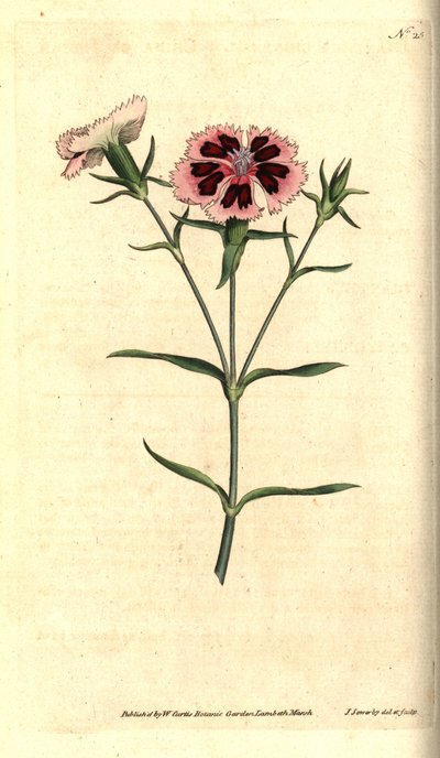 Kina nellik - Kina rosa eller indisk rosa, Dianthus chinensis. Håndfarget kobberstikk og botanisk illustrasjon av James Sowerby fra William Curtis' The Botanical Magazine, Lambeth Marsh, London av James Sowerby