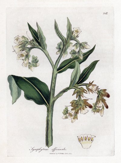 Comfrey - Comfrey, Symphytum officinale. Håndfarget kobberstikk fra en botanisk illustrasjon av James Sowerby fra William Woodville og Sir William Jackson Hookers "" Medical Botany,"" John Bohn, London av James Sowerby