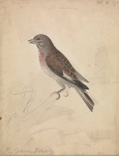 Common Linnet av James Sowerby