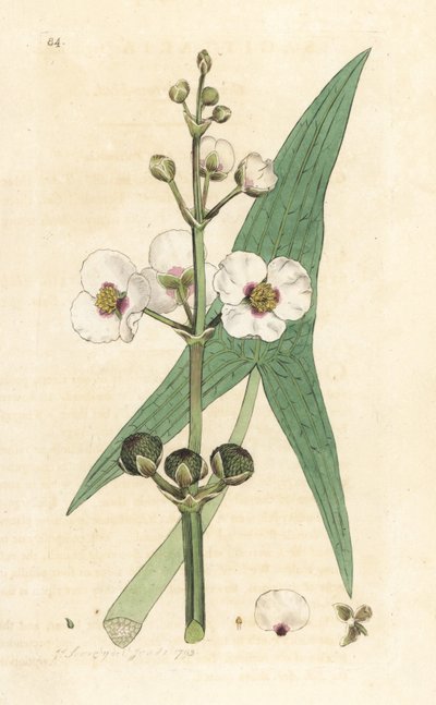 Vanlig pilspiss, Sagittaria sagittifolia (sagittarius) Håndfarget kobberstikk etter en illustrasjon av James Sowerby fra James Smith's English Botany, London av James Sowerby