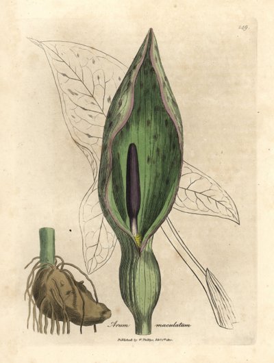 Vanlig arum, flekket arum av James Sowerby