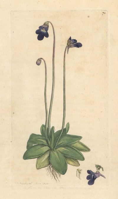 Vanlig butterwort, Pinguicula vulgaris (grassette) Håndfarget kobberstikk etter en illustrasjon av James Sowerby fra James Smith's English Botany, London av James Sowerby
