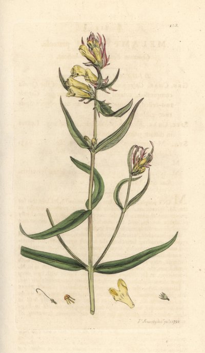 Vanlig kuhvete, Melampyrum pratense (Melampyre des pres, Wood hirse, Cochelet, Yellow savory) Håndfarget kobberstikk etter en illustrasjon av James Sowerby fra James Smith's English Botany, London av James Sowerby