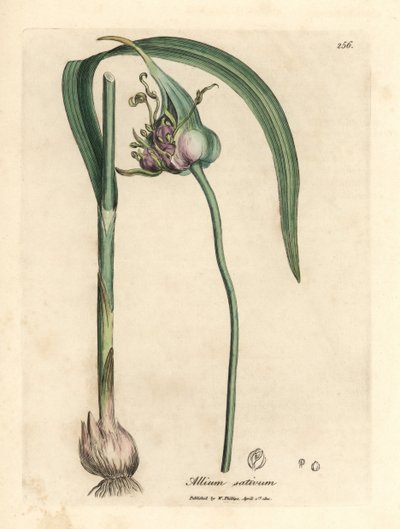 Vanlig dyrket hvitløk, Allium sativum av James Sowerby