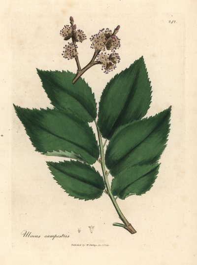 Vanlig almetre, Ulmus plainstris av James Sowerby