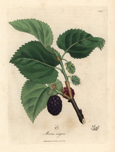 Vanlig morbærtre, Morus nigra av James Sowerby