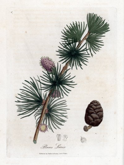 Vanlig eller europeisk meleze - Europeisk lerketre, Larix decidua. Håndfarget kobberstikk fra en botanisk illustrasjon av James Sowerby fra William Woodville og Sir William Jackson Hookers "" Medical Botany,"" John Bohn, London av James Sowerby