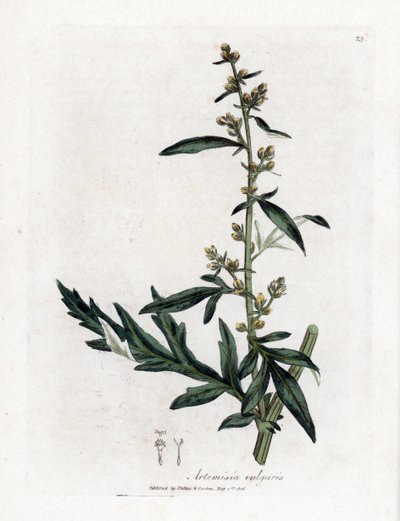 Vanlig eller vulgær sagebrush - bynke, Artemisia vulgaris. Håndfarget kobberstikk fra en botanisk illustrasjon av James Sowerby fra William Woodville og Sir William Jackson Hookers "" Medical Botany,"" John Bohn, London av James Sowerby